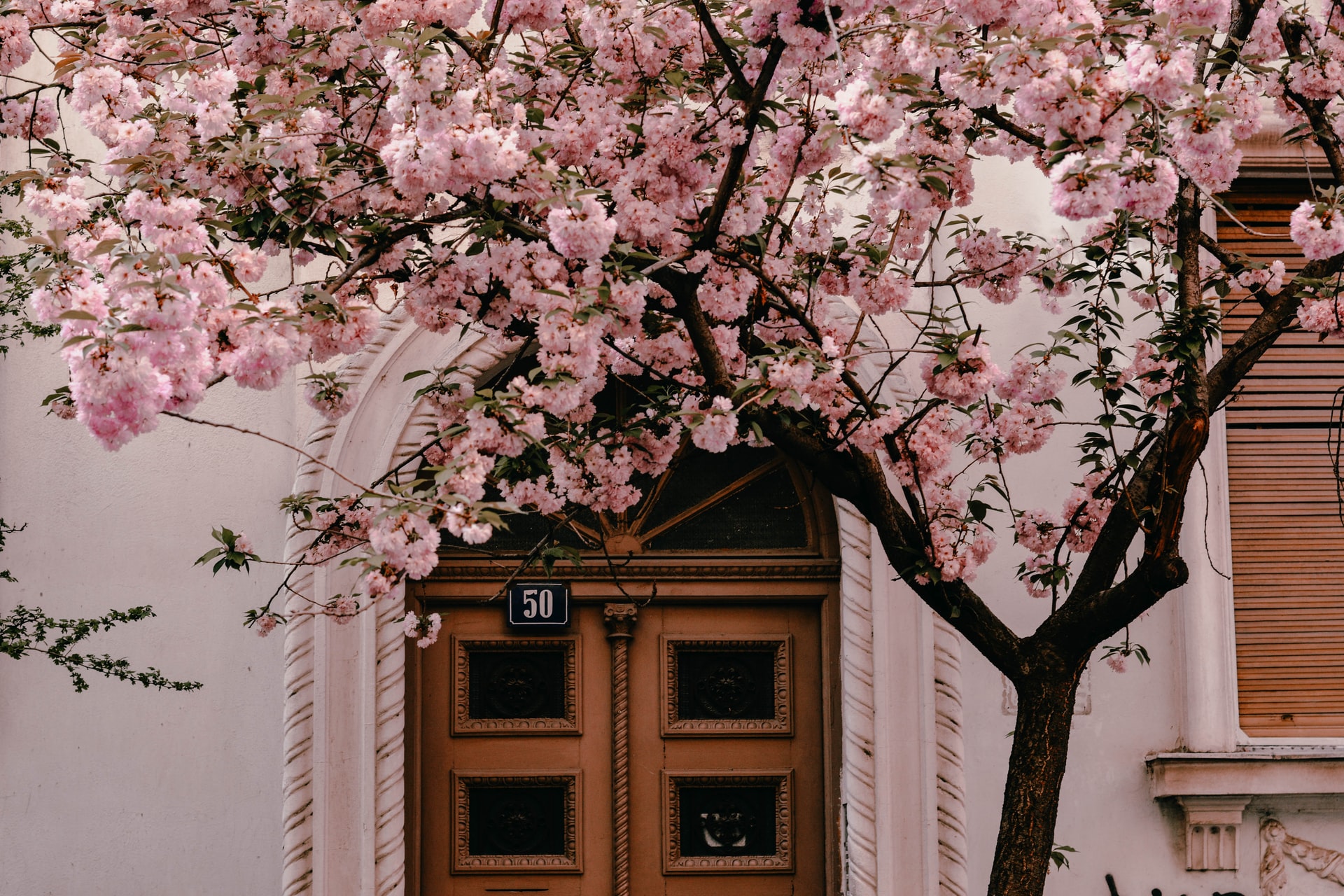 A picture of pink flowers blooming on a tree in front of a house